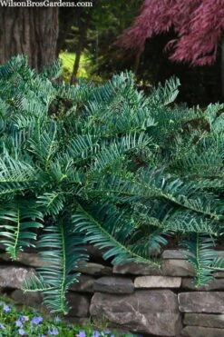 Creeping Japanese Plum Yew (Cephalotaxus Harringtonia 'Prostrata') - 6 Pack Of 2.5 Quart Pots