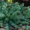 Creeping Japanese Plum Yew (Cephalotaxus Harringtonia 'Prostrata') - 6 Pack Of 1 Gallon Pots -Wilson Bros Garden cephalotaxus harringtonia prostrata creeping japanese yew 32 3