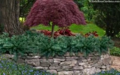 Creeping Japanese Plum Yew (Cephalotaxus Harringtonia 'Prostrata') - 2.5 Gallon Pot -Wilson Bros Garden cephalotaxus harringtonia prostrata creeping japanese yew 33 5