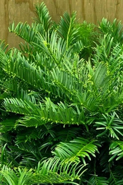 Tightwad Japanese Plum Yew (Cephalotaxus) - 5 Gallon Pot 11 Tightwad Japanese Plum Yew (Cephalotaxus) - 5 Gallon Pot -Wilson Bros Garden cephalotaxus harringtonia tightwad japanese yew 1