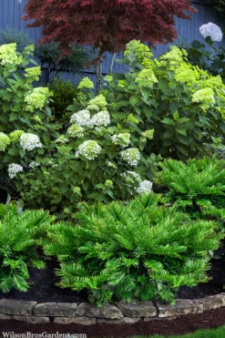 Tightwad Japanese Plum Yew (Cephalotaxus) - 5 Gallon Pot 10 Tightwad Japanese Plum Yew (Cephalotaxus) - 5 Gallon Pot -Wilson Bros Garden cephalotaxus harringtonia tightwad japanese yew 4