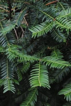 Japanese Plum Yew Tree (Cephalotaxus Harringtonia) - 3 Gallon Pot 11 Japanese Plum Yew Tree (Cephalotaxus Harringtonia) - 3 Gallon Pot -Wilson Bros Garden cephalotaxus harringtonia tree 2