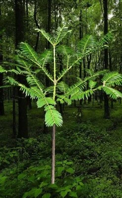 Japanese Plum Yew Tree (Cephalotaxus Harringtonia) - 3 Gallon Pot 10 Japanese Plum Yew Tree (Cephalotaxus Harringtonia) - 3 Gallon Pot -Wilson Bros Garden cephalotaxus harringtonia tree 6
