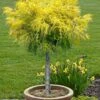 Dwarf Golden Threadleaf Cypress (Single Trunk Topiary Tree) - 6 Gallon Pot -Wilson Bros Garden chamaecyparis pisifera filifera aurea nana dwarf golden sawara cypress tree 1