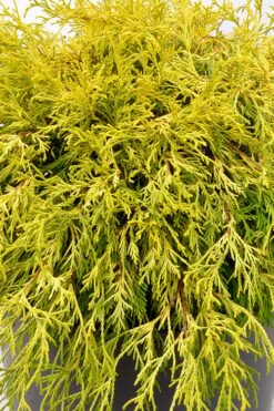 Gold Mop Threadleaf Cypress Tree (Standard Topiary) - 5 Gallon Pot -Wilson Bros Garden chamaecyparis pisifera gold mop single trunk topiary tree 2