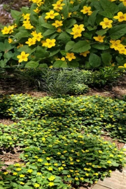 Pierre Chrysogonum (Green And Gold) - 5 Pack Of Quart Pots -Wilson Bros Garden chrysogonum virginianum pierre green and gold 4