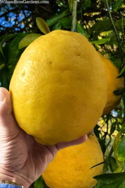 Ponderosa Lemon Tree (Single Trunk Tree Form) - 5 Gallon Pot -Wilson Bros Garden citrus limon ponderosa lemon tree 3