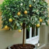 Ponderosa Lemon Tree (Single Trunk Tree Form) - 5 Gallon Pot -Wilson Bros Garden citrus limon ponderosa lemon tree 4