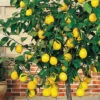 Meyer Lemon Tree (Citrus X Meyeri) - 5 Gallon Pot -Wilson Bros Garden citrus meyeri meyer lemon tree 6