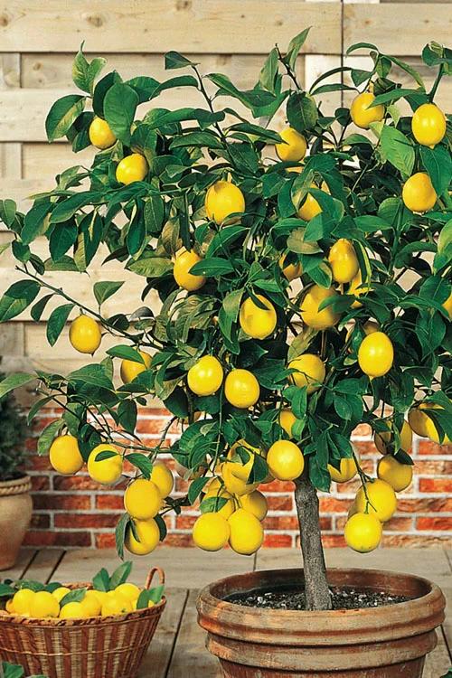 Meyer Lemon Tree (Citrus X Meyeri) - 5 Gallon Pot 3 Meyer Lemon Tree (Citrus X Meyeri) - 5 Gallon Pot