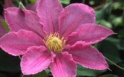 Abilene Clematis - 1 Gallon Pot -Wilson Bros Garden clematis abilene 12