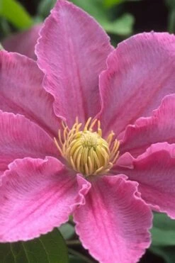 Abilene Clematis - 1 Gallon Pot -Wilson Bros Garden clematis abilene 500x750 1