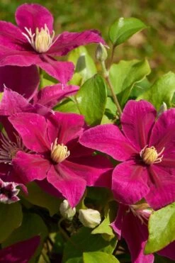 Acropolis Clematis - 1 Gallon Pot 11 Acropolis Clematis - 1 Gallon Pot -Wilson Bros Garden clematis acropolis 5