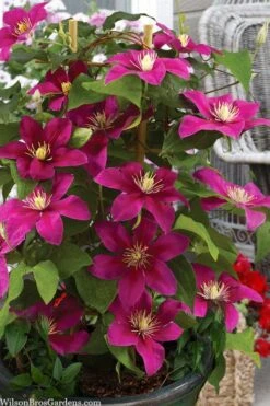 Acropolis Clematis - 1 Gallon Pot 10 Acropolis Clematis - 1 Gallon Pot -Wilson Bros Garden clematis acropolis 7