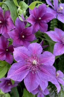 Adam's Courage Clematis - 1 Gallon Pot -Wilson Bros Garden clematis adams courage 2