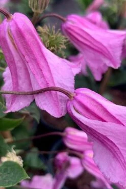 Alionushka Clematis - 1 Gallon Pot -Wilson Bros Garden clematis alionushka 500x750 1