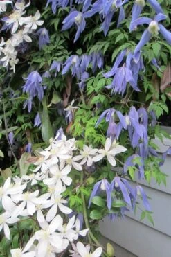 Blue Dancer Clematis - 1 Gallon Pot 14 Blue Dancer Clematis - 1 Gallon Pot -Wilson Bros Garden clematis alpina blue dancer 5