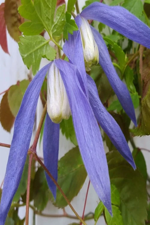 Blue Dancer Clematis - 1 Gallon Pot 3 Blue Dancer Clematis - 1 Gallon Pot