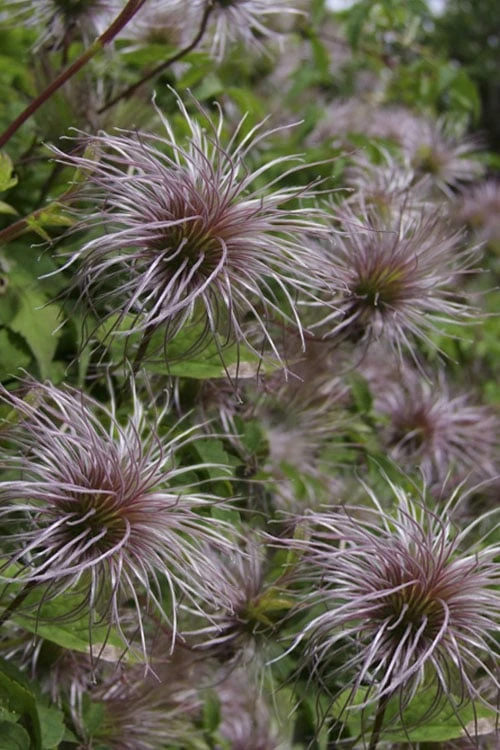 Blue Dancer Clematis - 1 Gallon Pot 8 Blue Dancer Clematis - 1 Gallon Pot - Image 6