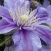 Arabella Clematis - 1 Gallon Pot -Wilson Bros Garden clematis arabella 15