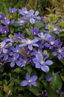 Arabella Clematis - 1 Gallon Pot 19 Arabella Clematis - 1 Gallon Pot -Wilson Bros Garden clematis arabella 3