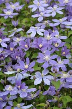 Arabella Clematis - 1 Gallon Pot 17 Arabella Clematis - 1 Gallon Pot -Wilson Bros Garden clematis arabella 5