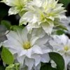 Arctic Queen Clematis - 1 Gallon Pot -Wilson Bros Garden clematis arctic queen 10 1