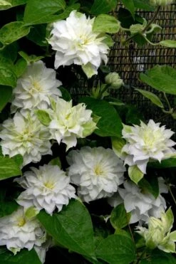 Arctic Queen Clematis - 1 Gallon Pot -Wilson Bros Garden clematis arctic queen 12 1