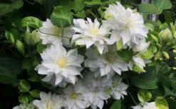 Arctic Queen Clematis - 1 Gallon Pot -Wilson Bros Garden clematis arctic queen 5 1
