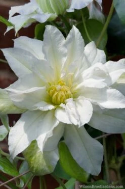 Arctic Queen Clematis - 1 Gallon Pot -Wilson Bros Garden clematis arctic queen 8 1