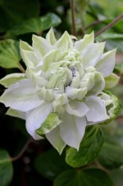 Arctic Queen Clematis - 1 Gallon Pot -Wilson Bros Garden clematis arctic queen 9 1