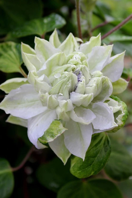 Wilson Bros Garden -Wilson Bros Garden clematis arctic queen 9 2