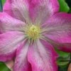 Asao Clematis - 1 Gallon Pot -Wilson Bros Garden clematis asao 17