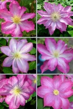 Asao Clematis - 1 Gallon Pot 15 Asao Clematis - 1 Gallon Pot -Wilson Bros Garden clematis asao 18