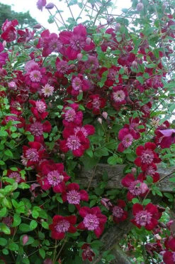 Avant-Garde Clematis - 1 Gallon Pot 12 Avant-Garde Clematis - 1 Gallon Pot -Wilson Bros Garden clematis avant garde 11