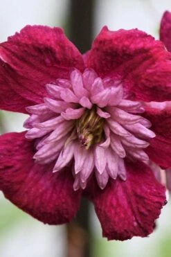 Avant-Garde Clematis - 1 Gallon Pot 13 Avant-Garde Clematis - 1 Gallon Pot -Wilson Bros Garden clematis avant garde 4