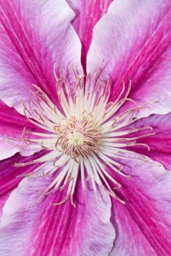 Bees Jubilee Clematis - 1 Gallon Pot 11 Bees Jubilee Clematis - 1 Gallon Pot -Wilson Bros Garden clematis bees jubilee 18