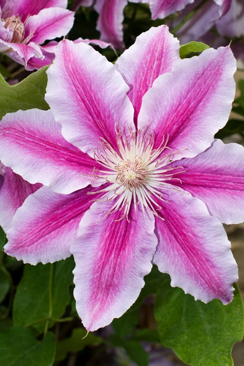 Bees Jubilee Clematis - 1 Gallon Pot 3 Bees Jubilee Clematis - 1 Gallon Pot