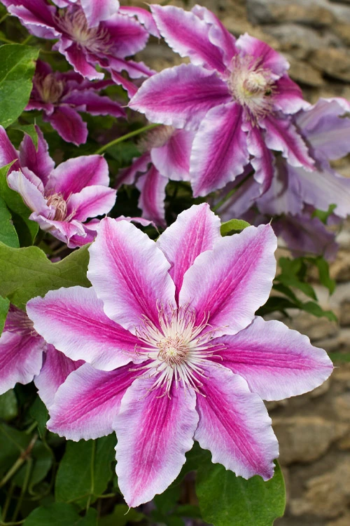 Bees Jubilee Clematis - 1 Gallon Pot 6 Bees Jubilee Clematis - 1 Gallon Pot - Image 4