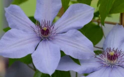 Bernadine Clematis - 1 Gallon Pot 13 Bernadine Clematis - 1 Gallon Pot -Wilson Bros Garden clematis bernadine 1