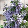 Bernadine Clematis - 1 Gallon Pot -Wilson Bros Garden clematis bernadine 5 1
