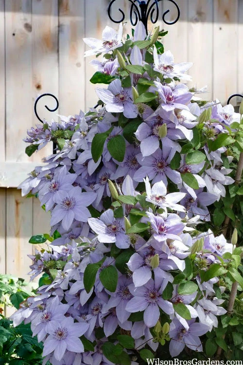 Bernadine Clematis - 1 Gallon Pot 3 Bernadine Clematis - 1 Gallon Pot