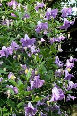 Betty Corning Clematis - 1 Gallon Pot -Wilson Bros Garden clematis betty corning 2