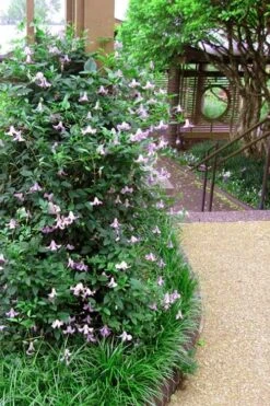 Betty Corning Clematis - 1 Gallon Pot -Wilson Bros Garden clematis betty corning 6