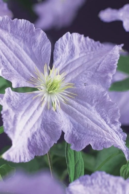 Blue Angel Clematis - 1 Gallon Pot 6 Blue Angel Clematis - 1 Gallon Pot - Image 4