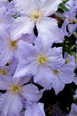 Blue Angel Clematis - 1 Gallon Pot -Wilson Bros Garden clematis blue angel 6
