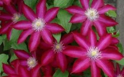 Bourbon Clematis - 1 Gallon Pot 13 Bourbon Clematis - 1 Gallon Pot -Wilson Bros Garden clematis bourbon 4