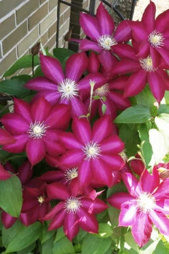 Bourbon Clematis - 1 Gallon Pot -Wilson Bros Garden clematis bourbon 8 1