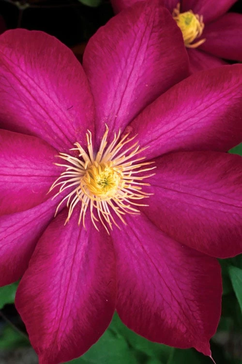 Bourbon Clematis - 1 Gallon Pot 3 Bourbon Clematis - 1 Gallon Pot
