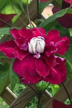 Charmaine Clematis - 1 Gallon Pot 15 Charmaine Clematis - 1 Gallon Pot -Wilson Bros Garden clematis charmaine 1